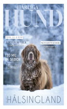 Härliga Hund (6 nr)